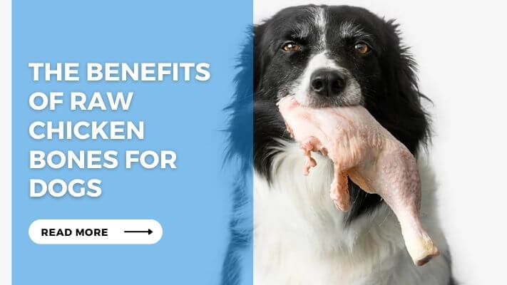 The Benefits of Raw Chicken Bones for Dogs