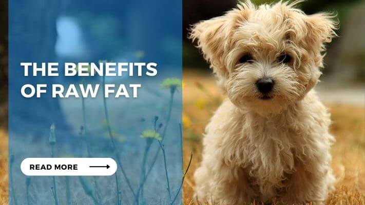 The Benefits of Raw Fat