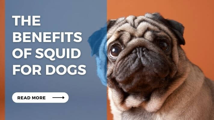 The Benefits of Squid for Dogs