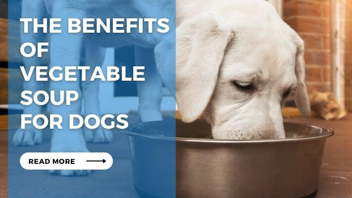 The Benefits of Vegetable Soup for Dogs