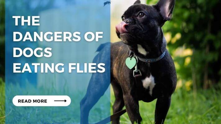 The Dangers of Dogs Eating Flies