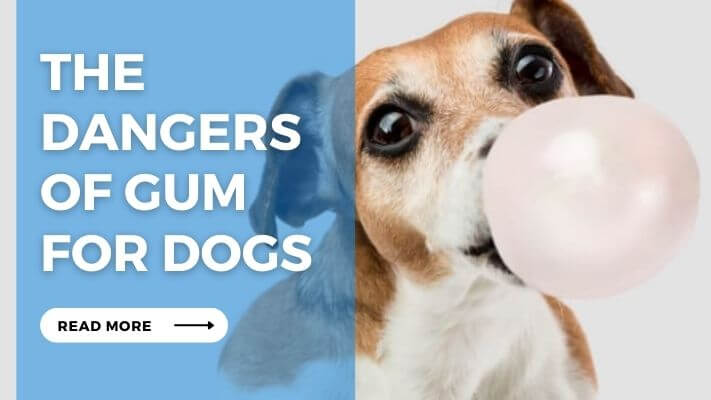 The Dangers of Gum for Dogs