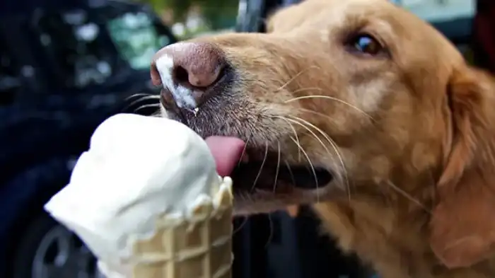 Can Dogs Eat Pecan Ice Cream?