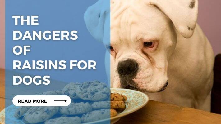 The Dangers of Raisins for Dogs