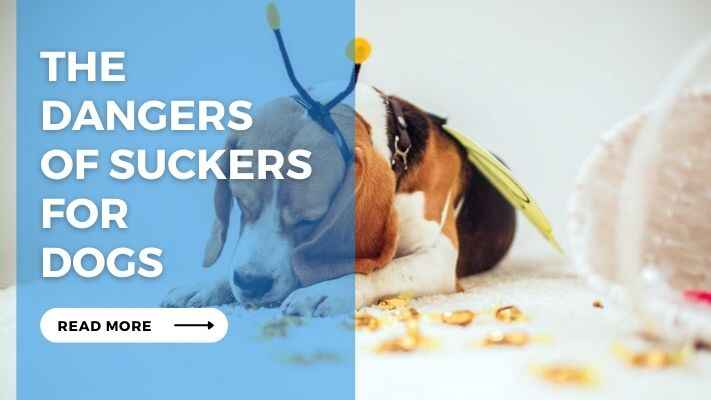 The Dangers of Suckers for Dogs