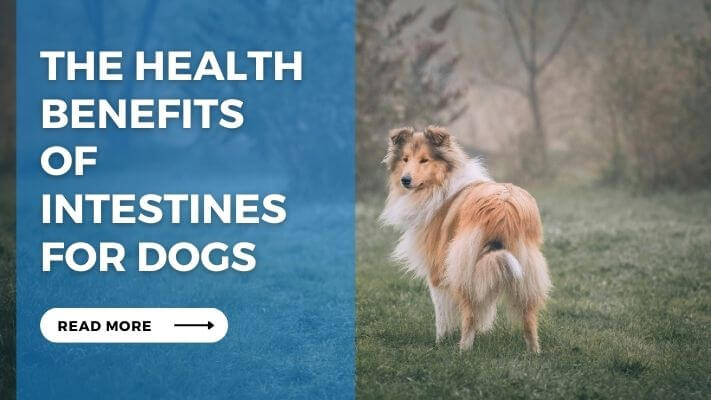 The Health Benefits of Intestines for Dogs