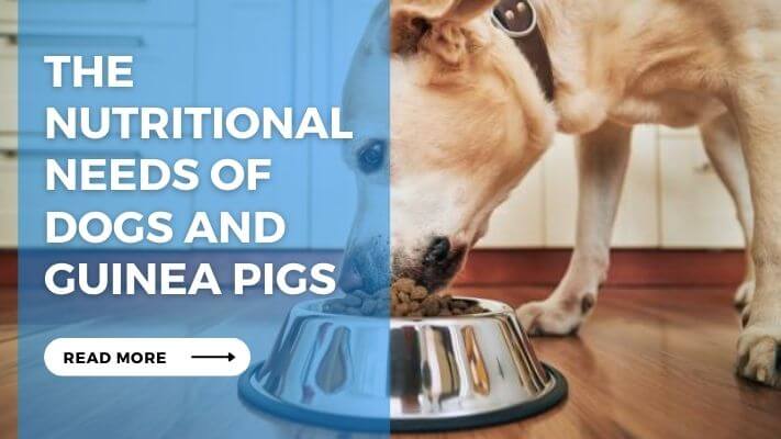 The Nutritional Needs of Dogs and Guinea Pigs