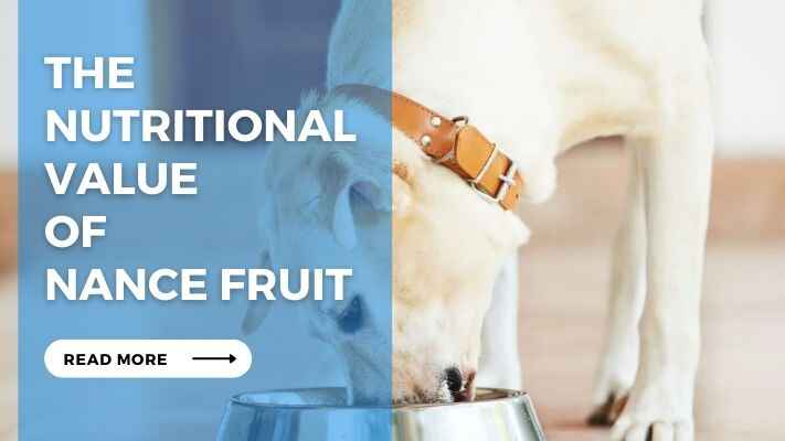 The Nutritional Value of Nance Fruit