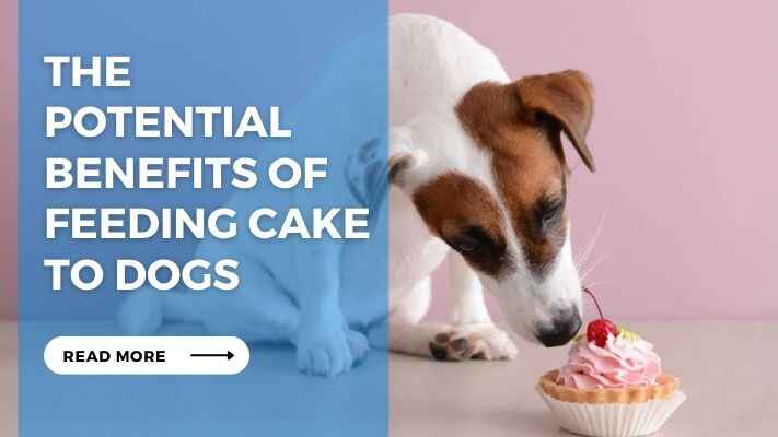 The Potential Benefits of Feeding Cake to Dogs