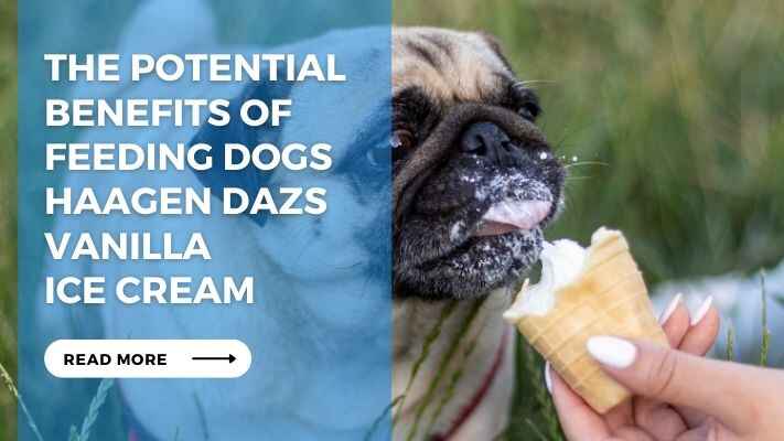 The Potential Benefits of Feeding Dogs Haagen Dazs Vanilla Ice Cream