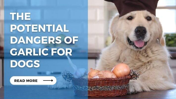 The Potential Dangers of Garlic for Dogs