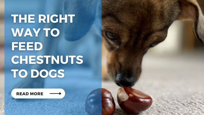 The Right Way to Feed Chestnuts to Dogs