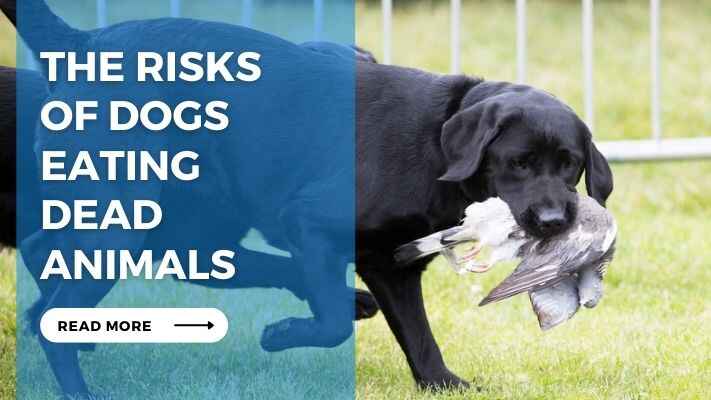 The Risks of Dogs Eating Dead Animals