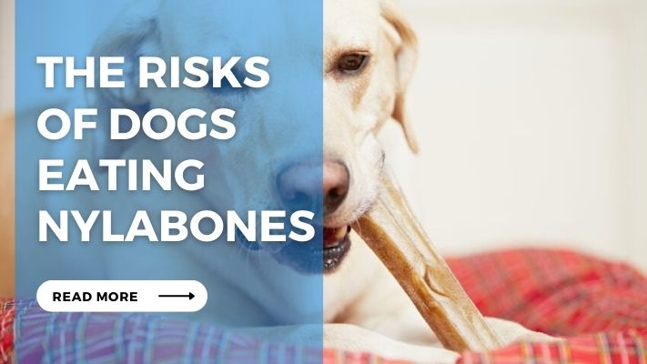 The Risks  of Dogs Eating Nylabones