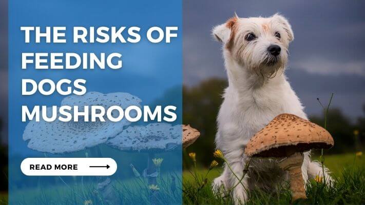 The Risks of Feeding Dogs Mushrooms