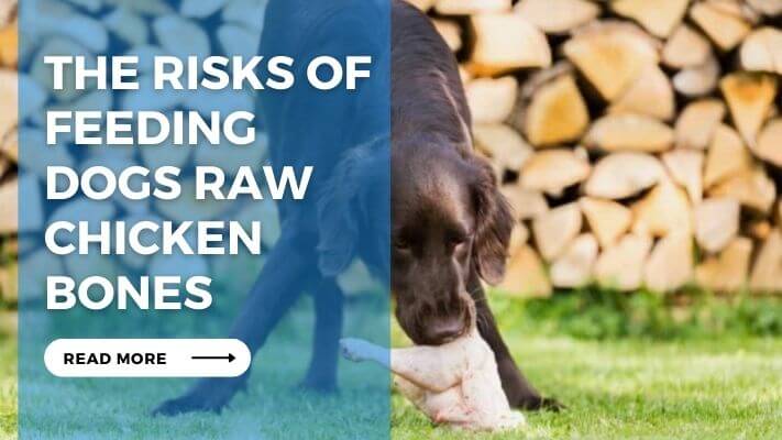 The Risks of Feeding Dogs Raw Chicken Bones