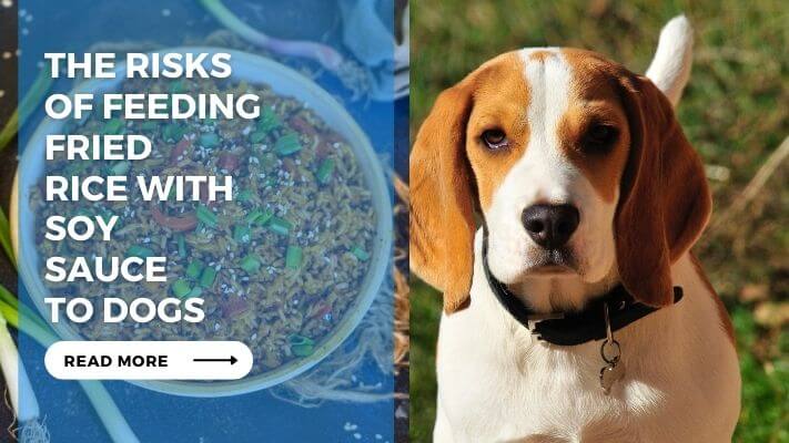 The Risks of Feeding Fried Rice with Soy Sauce to Dogs