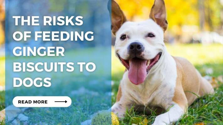 The Risks of Feeding Ginger Biscuits to Dogs