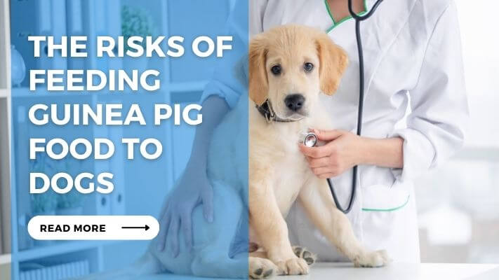 The Risks of Feeding Guinea Pig Food to Dogs