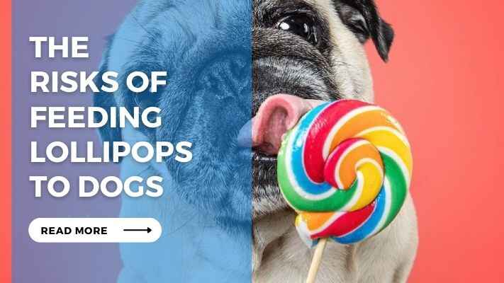 The Risks of Feeding Lollipops to Dogs