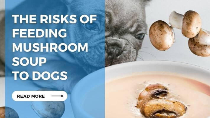 The Risks of Feeding Mushroom Soup to Dogs