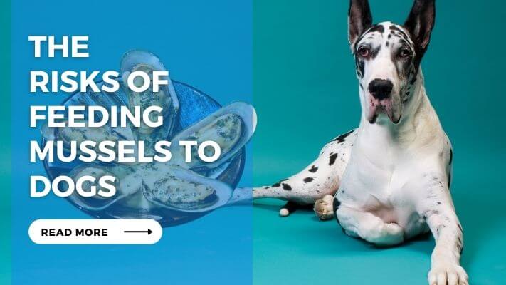 The Risks of Feeding Mussels to Dogs