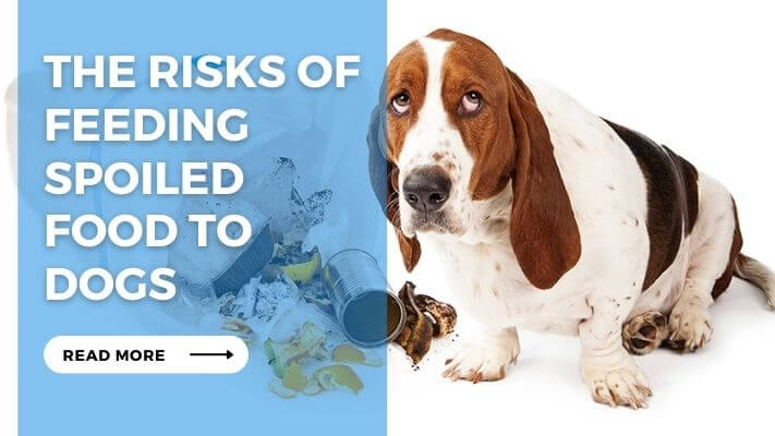 The Risks of Feeding Spoiled Food to Dogs