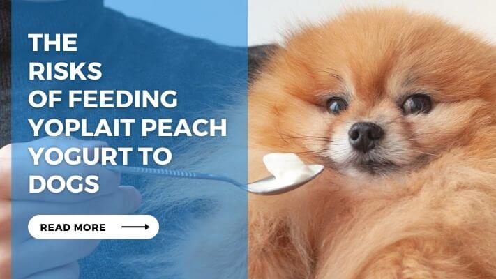 The Risks of Feeding Yoplait Peach Yogurt to Dogs