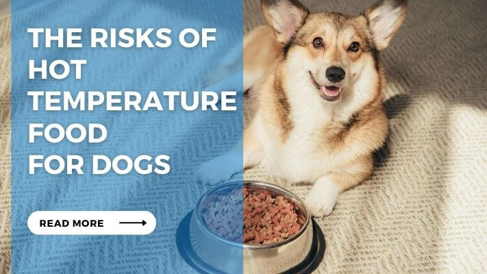 The Risks of Hot Temperature Food  for Dogs