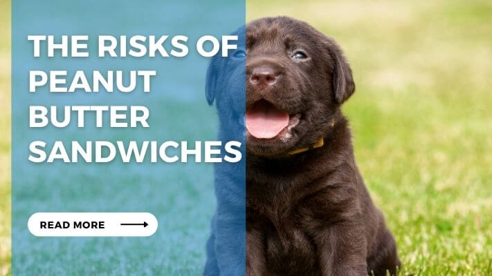 The Risks of Peanut Butter Sandwiches