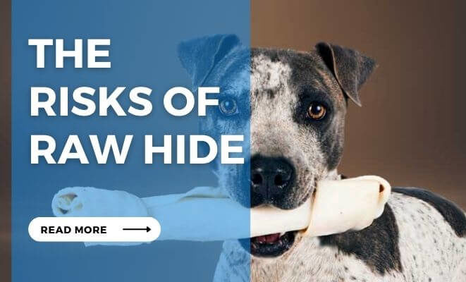 The Risks of Raw Hide