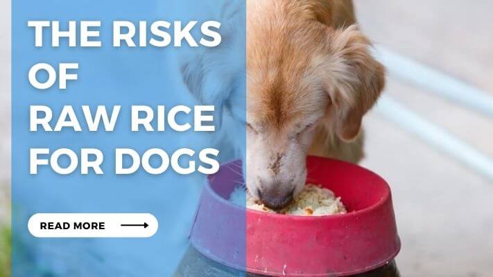 The Risks  of  Raw Rice  for Dogs