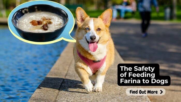 The Safety of Feeding Farina to Dogs