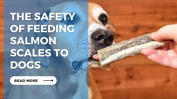 The Safety of Feeding Salmon Scales to Dogs