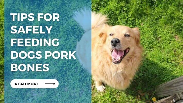 Tips for Safely Feeding Dogs Pork Bones