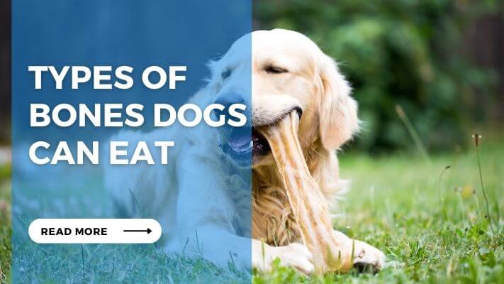 Types of Bones Dogs Can Eat