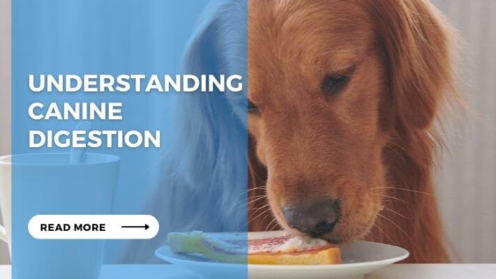 Understanding Canine Digestion