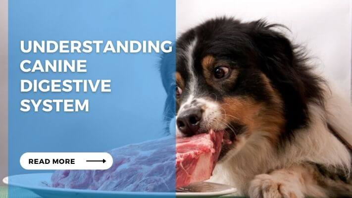 Understanding Canine Digestive System