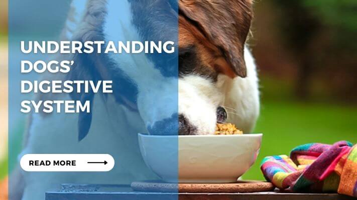 Understanding Dogs’  Digestive System