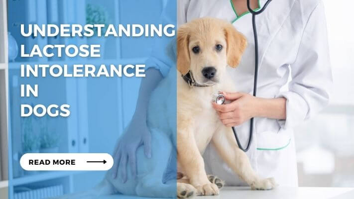 Understanding Lactose Intolerance in Dogs