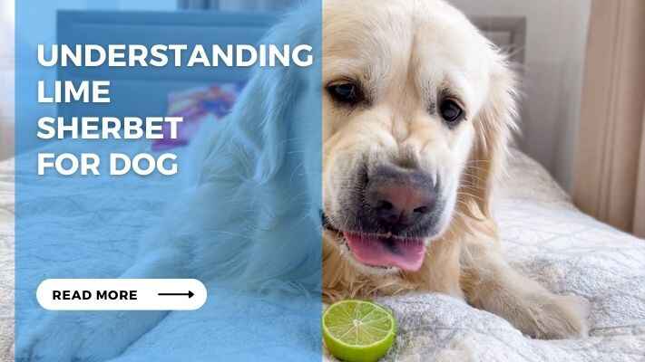 Understanding Lime Sherbet for Dog