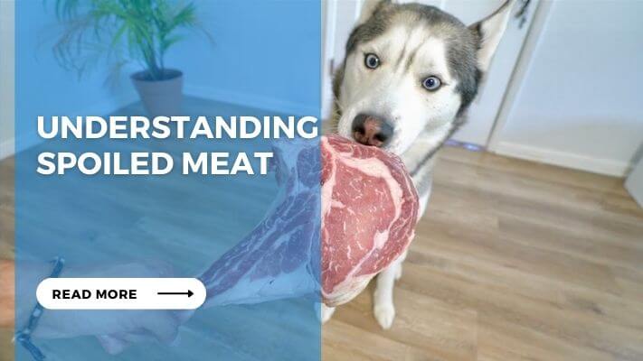 Understanding Spoiled Meat