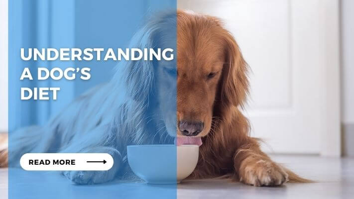 Understanding a Dog's Diet