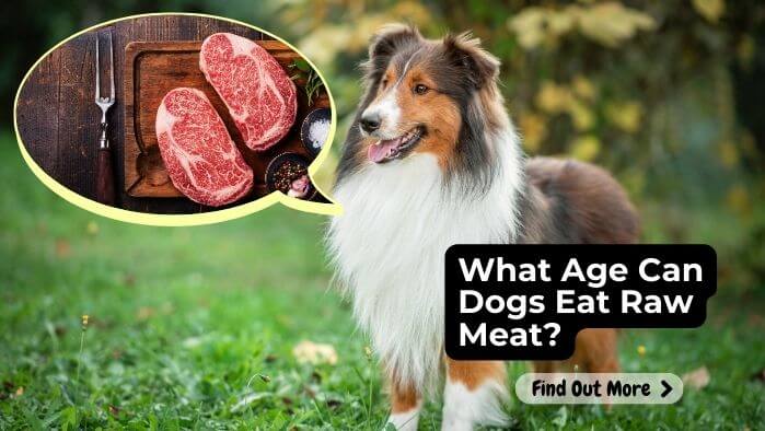 What Age Can Dogs Eat Raw Meat