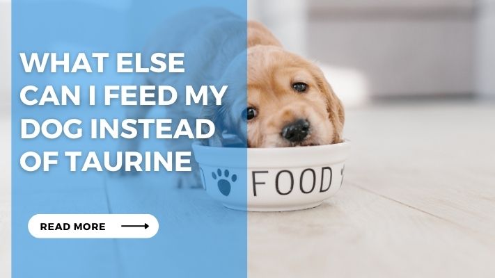 What Else Can I Feed My Dog Instead of Taurine