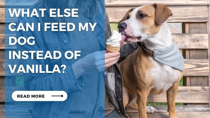 What Else Can I Feed My Dog Instead of Vanilla