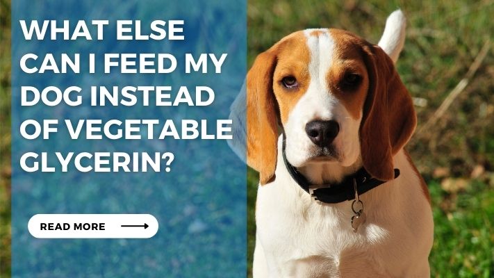 What Else Can I Feed My Dog Instead of Vegetable Glycerin?