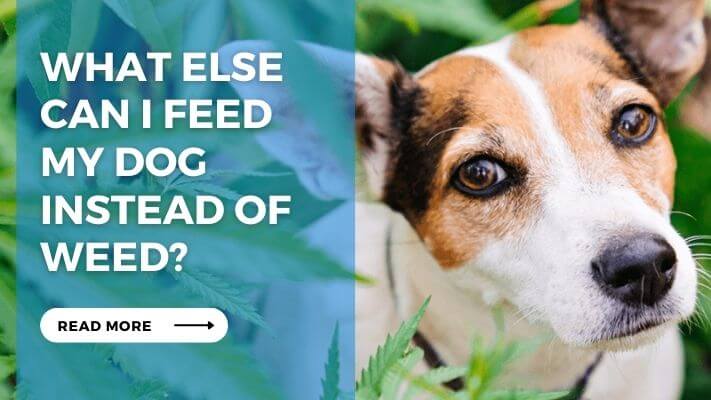 What Else Can I Feed My Dog Instead of Weed