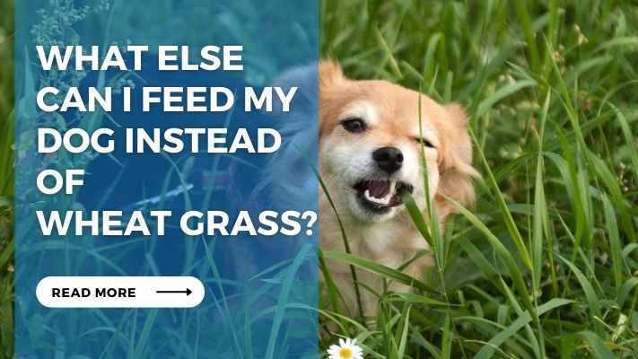 What Else Can I Feed My Dog Instead of Wheat Grass