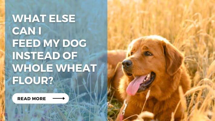 What Else Can I Feed My Dog Instead of Whole Wheat Flour